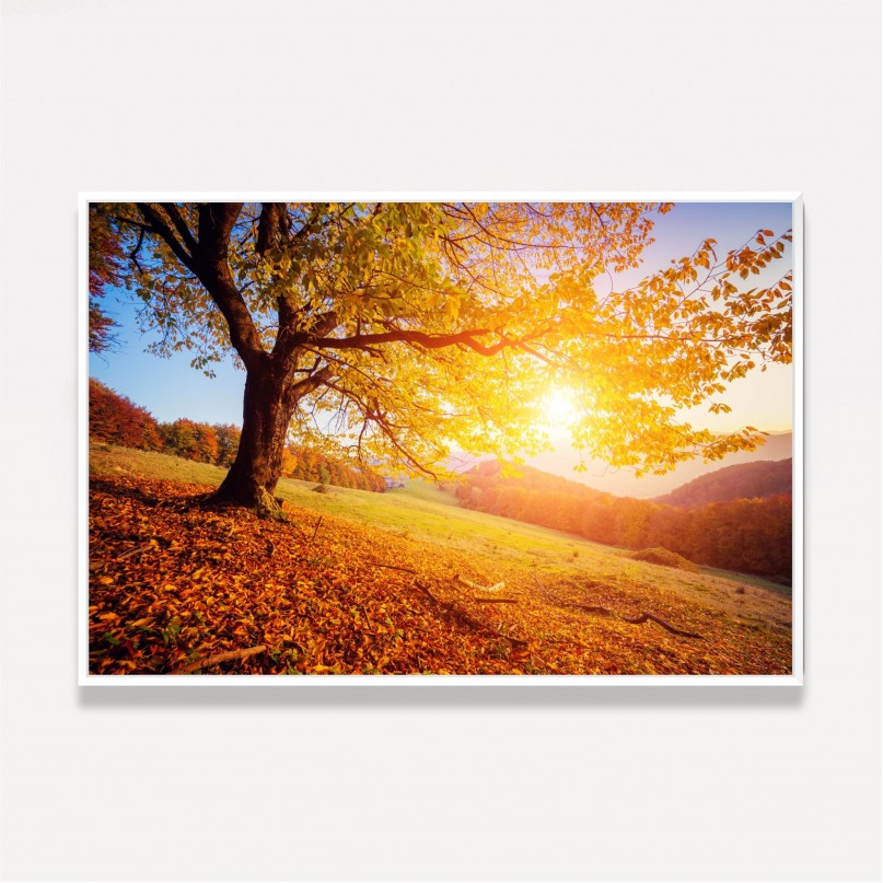 Quadro Árvore Folhas Amarelas - Autumn Landscape