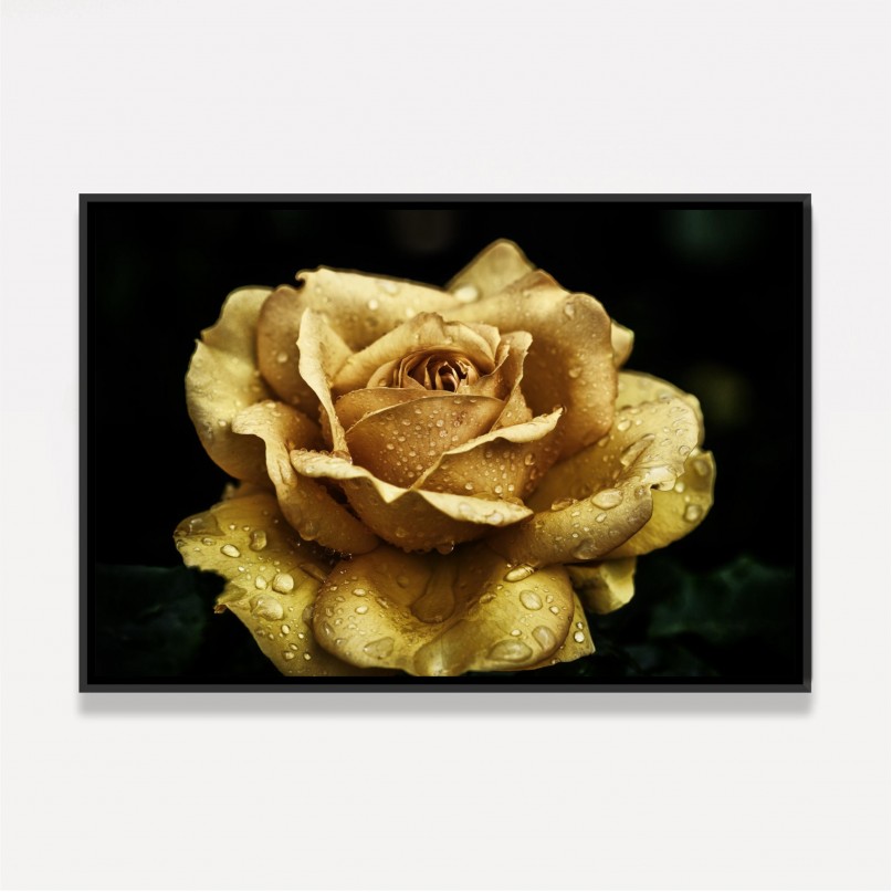 Quadro Flor de Rosa Amarela Detail