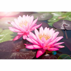 Quadro Decorativo Flor de Lotus Rosa Sobre a Água