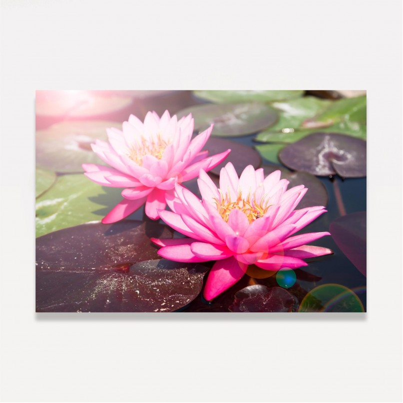 Quadro Decorativo Flor de Lotus Rosa Sobre a Água