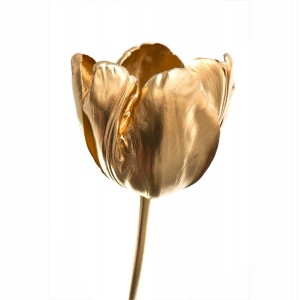 Quadro Flor Tulipa Dourada Sobre Branco