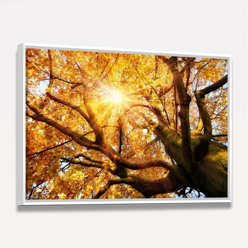 Quadro Árvore Grande Paisagem Brilhando ao Sol de Outono