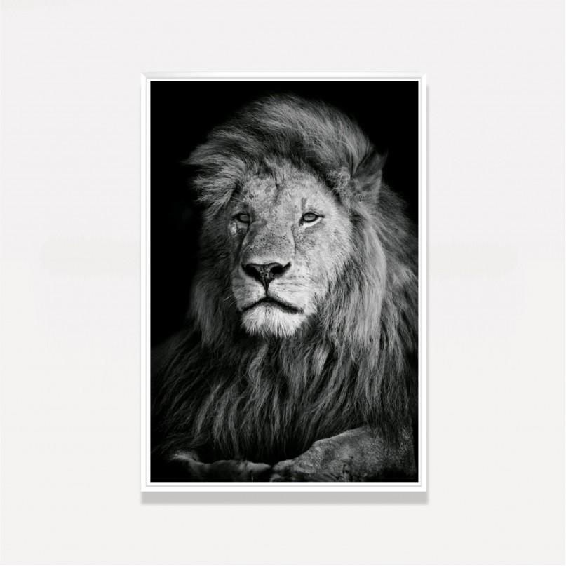 Quadro Leão em Preto e Branco - Thoughtful Lion