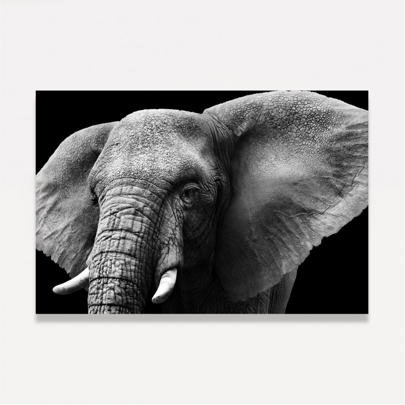 Quadro Elefante Close Preto e Branco 