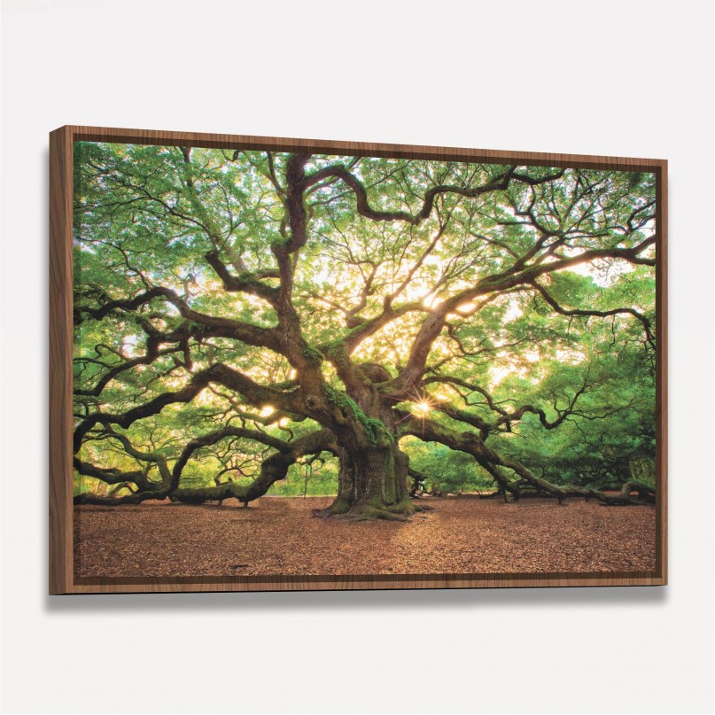 Quadro Árvore Natureza Enorme - Carvalho Antigo