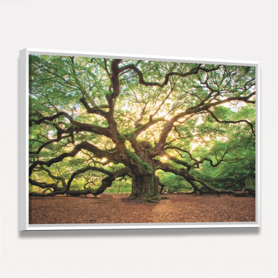 Quadro Árvore Natureza Enorme - Carvalho Antigo