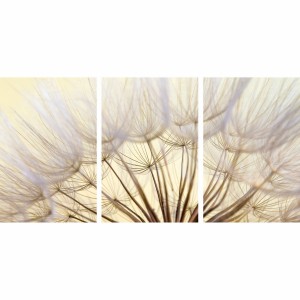 Quadro Flores Dente de Leao Closeup Natureza em Arte 3 Pecas