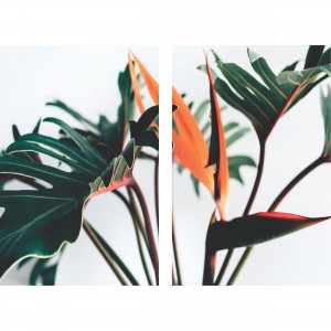 Quadro Folhas de Strelizia - Duo Tropical Exótico