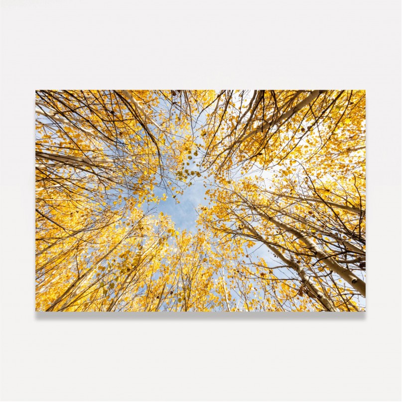 Quadro decorativo Árvore Topo Folhas Amarelas de Outono