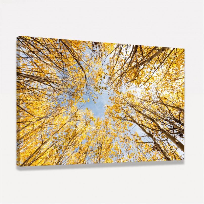 Quadro decorativo Árvore Topo Folhas Amarelas de Outono