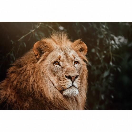 Quadro Leão Africano Sobre Natureza Verde