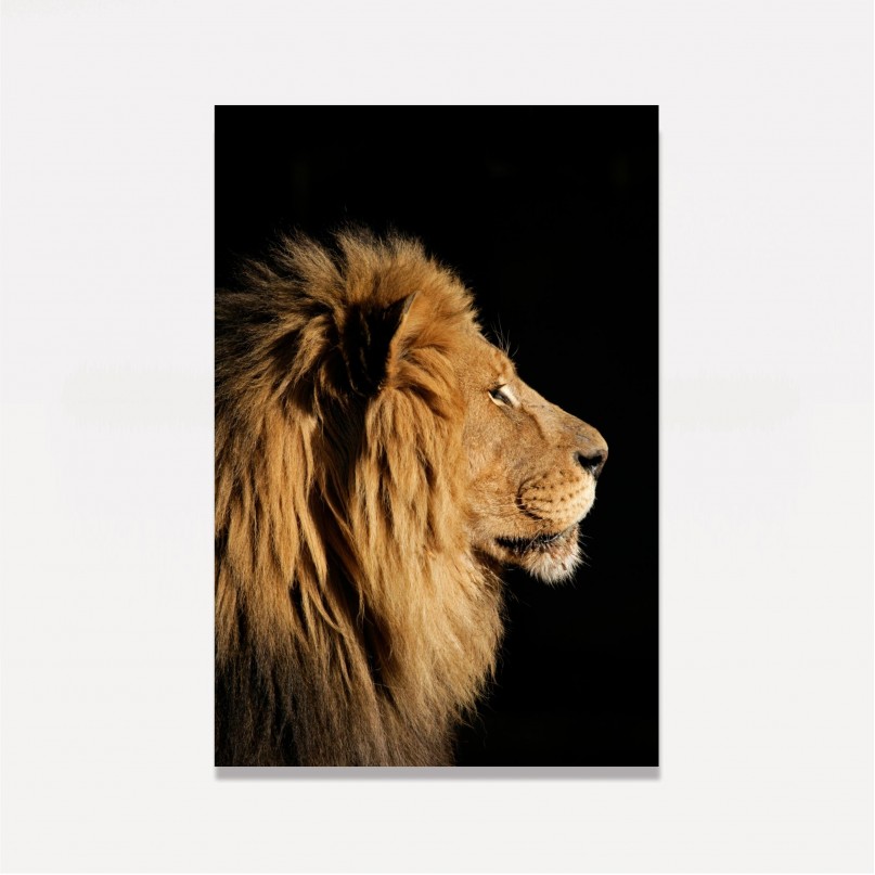 Quadro Leão em Retrato Lateral Sobre Preto decorativo