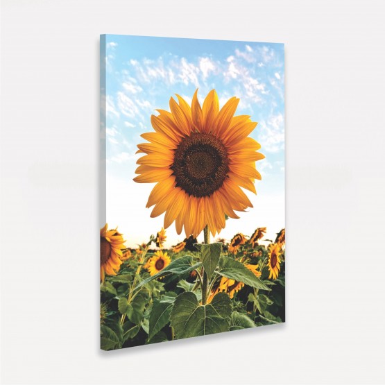 Quadro Flor de Girassol Ao Céu Azul - Amazing Sunflower