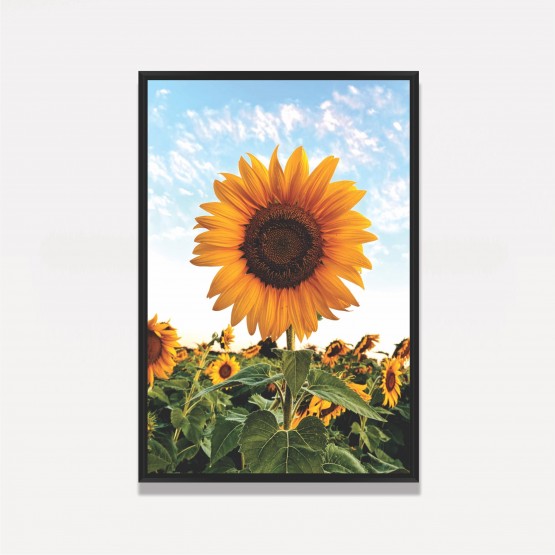 Quadro Flor de Girassol Ao Céu Azul - Amazing Sunflower