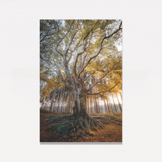 Quadro Árvore Grandes Galhos - Outono Holandês