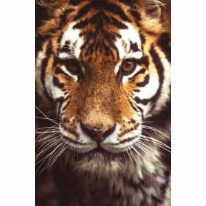 Quadro O Tigre - Retrato