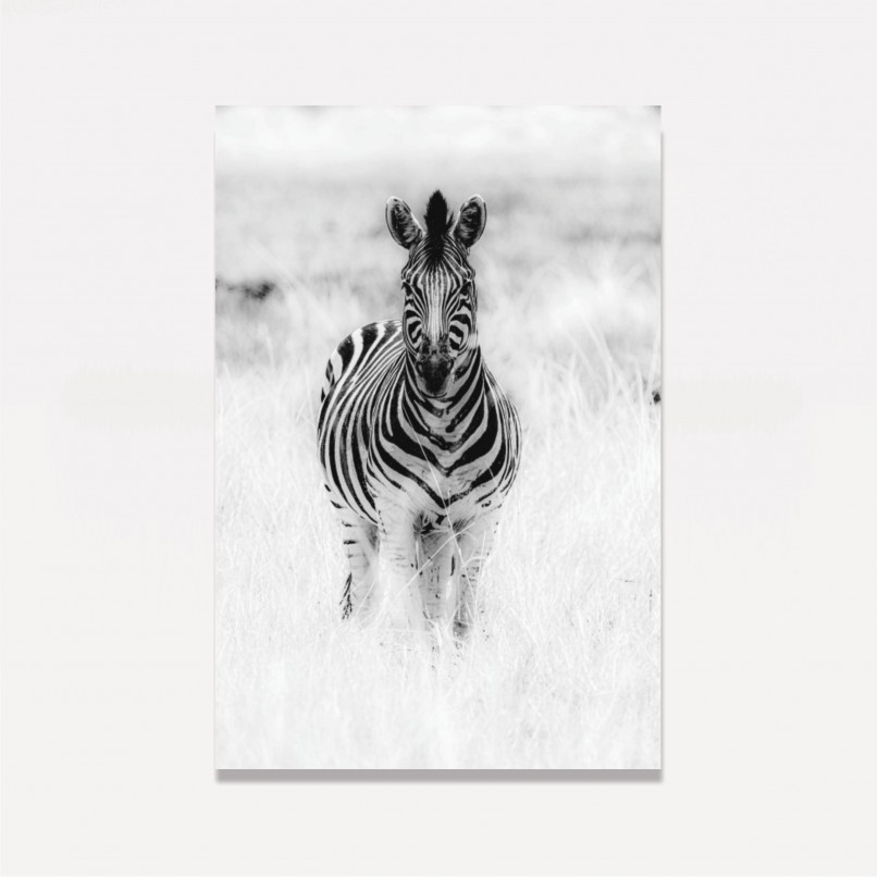 Quadro Zebra no Campo Preto no Branco