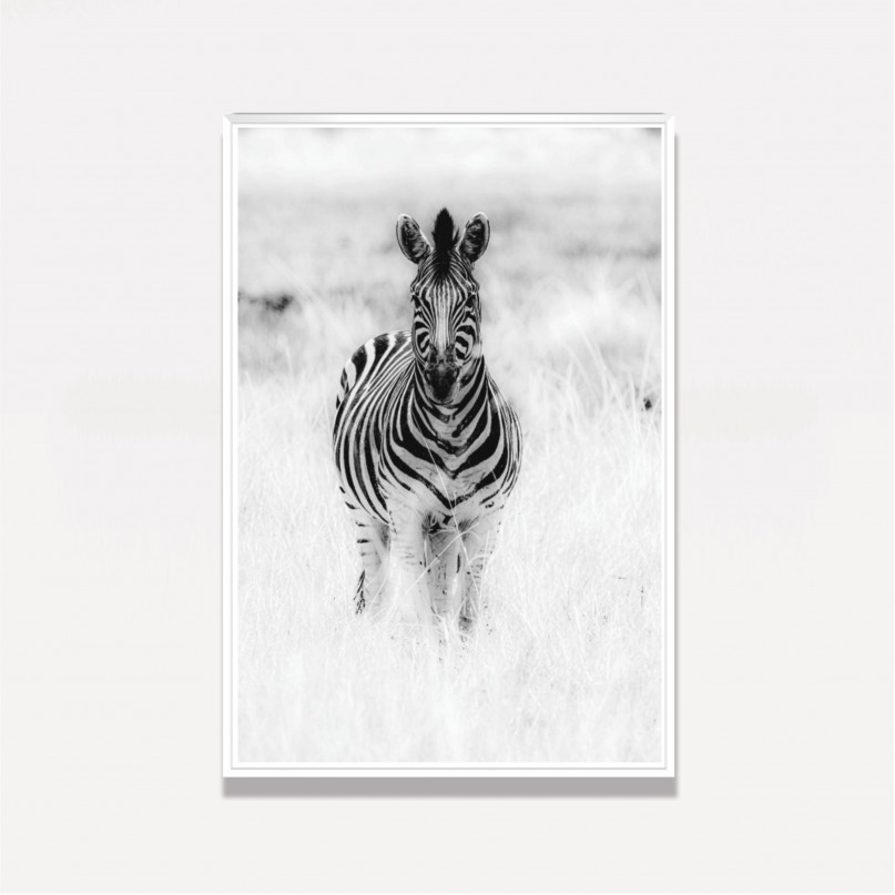 Quadro Zebra no Campo Preto no Branco