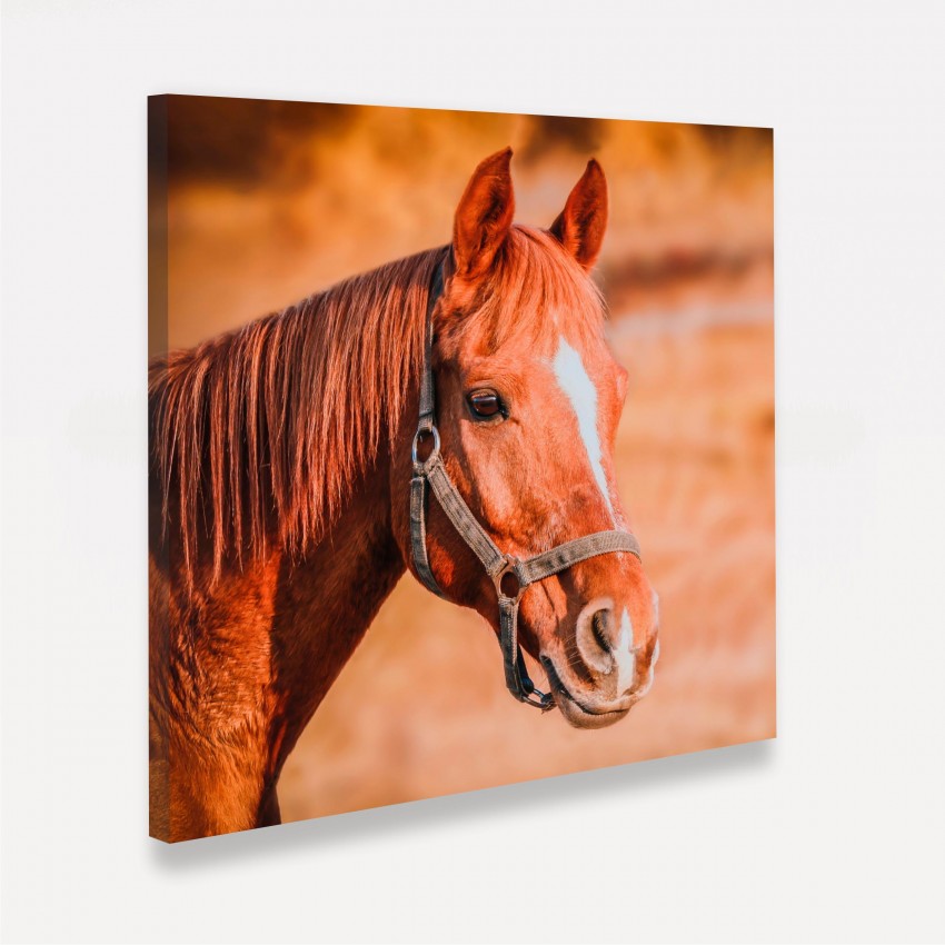 Quadro Cavalo Horse Beauty - Quadrado