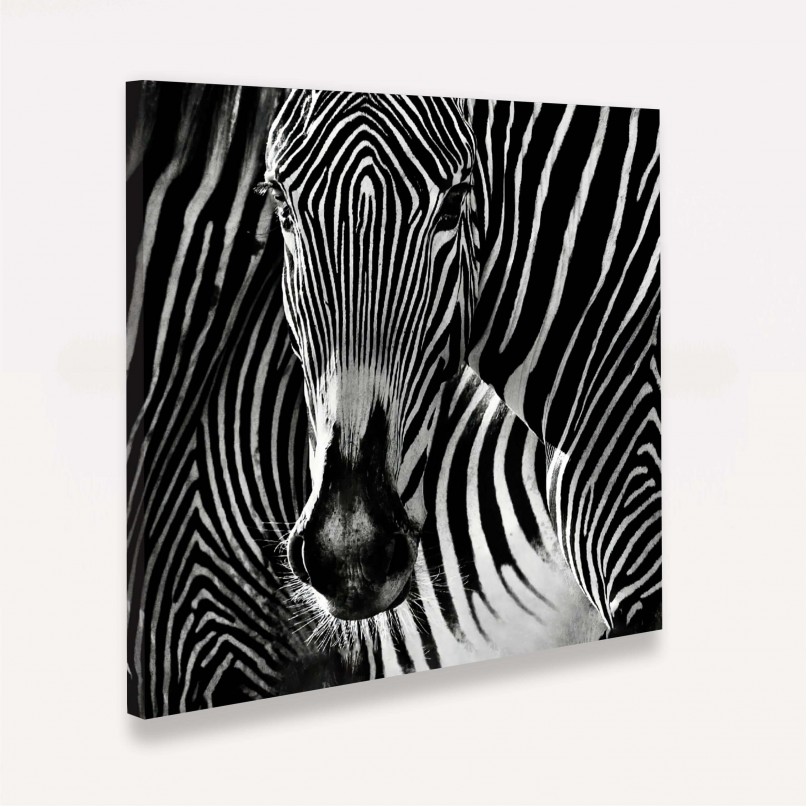 Quadro decorativo Closeup Zebra Listras