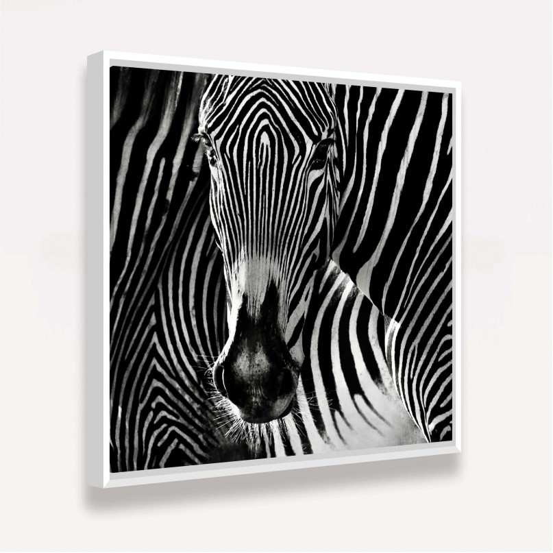 Quadro decorativo Closeup Zebra Listras