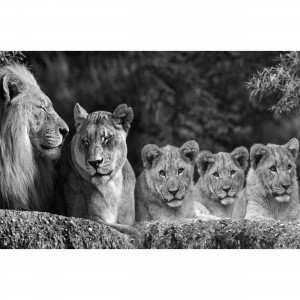 Quadro Leão e Família Unida em Preto e Branco