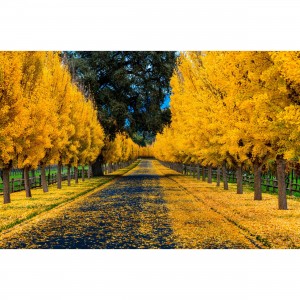 Quadro Árvores com Caminho Parque Arborizado - Folhas de Outono