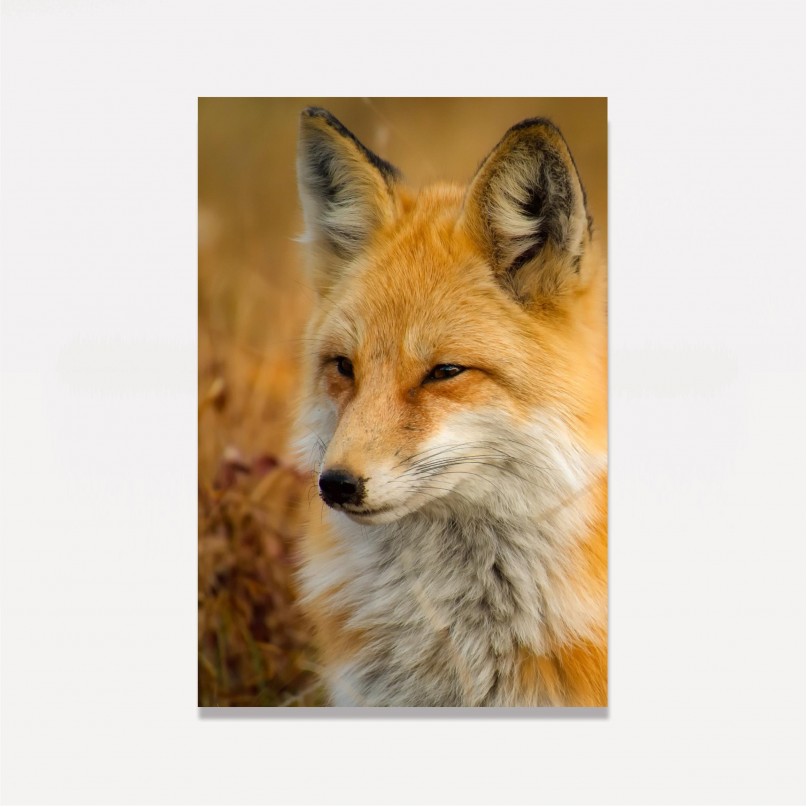 Quadro decorativo Raposa - Cute Fox