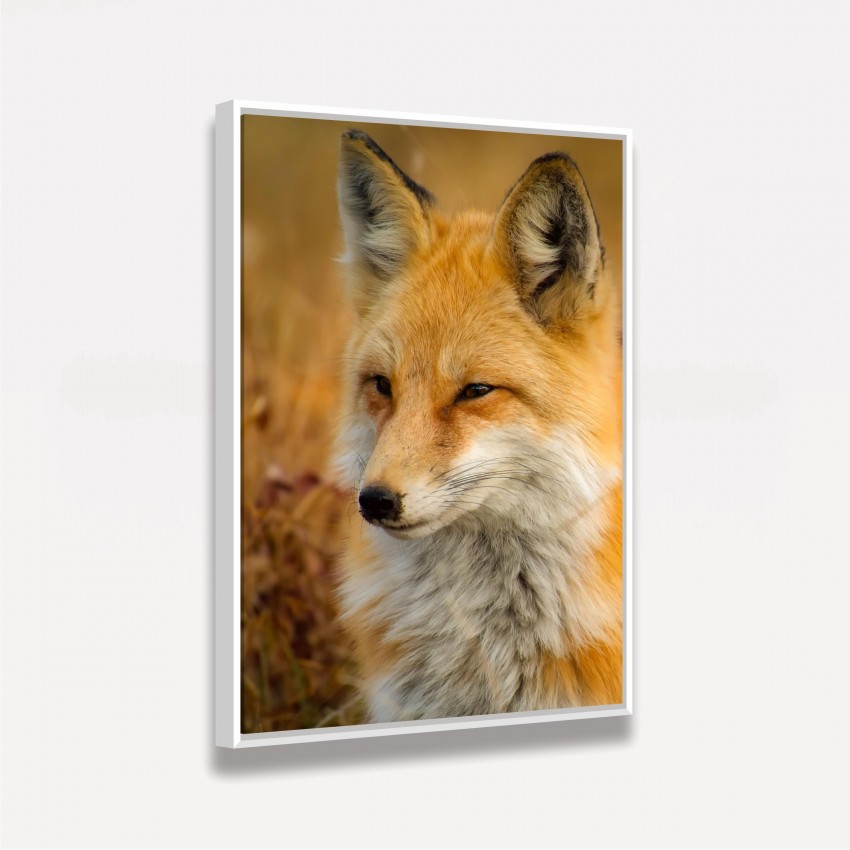 Quadro decorativo Raposa - Cute Fox