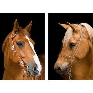 Quadro Cavalos Marrom Sobre Preto Duo Mirrored