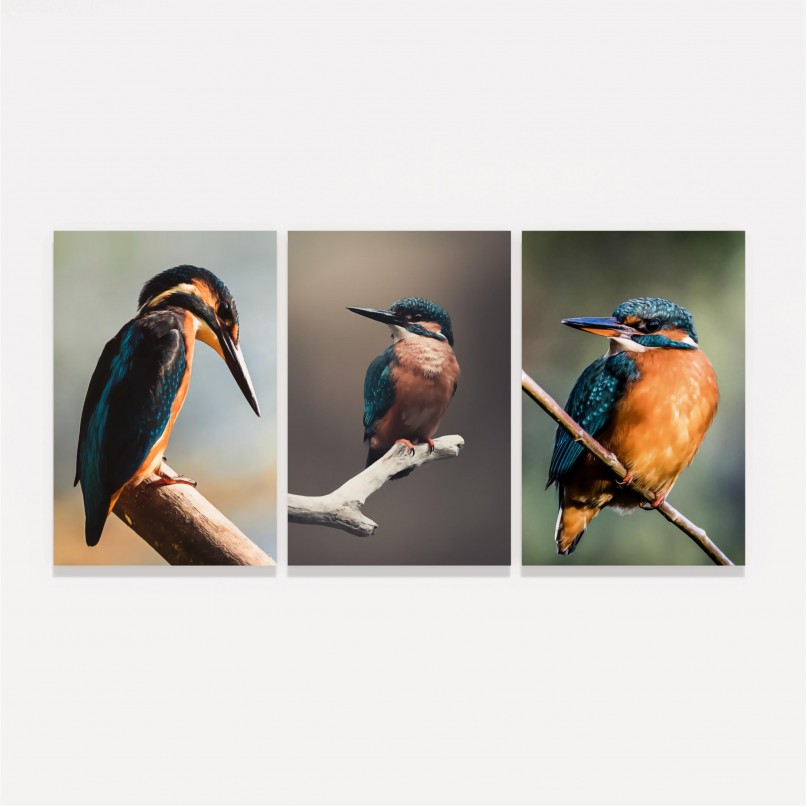 Quadro Pássaros Trio Martins Pescadores Kit 3 Telas