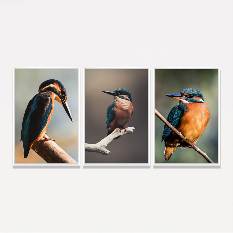 Quadro Pássaros Trio Martins Pescadores Kit 3 Telas