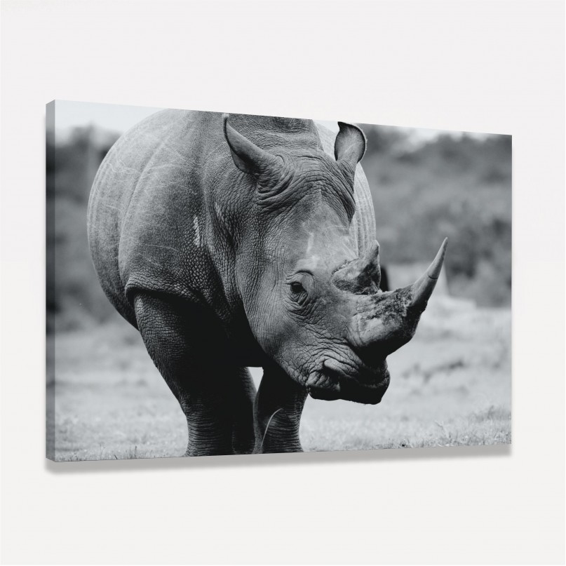 Quadro Rinoceronte Negro 