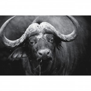Quadro Buffalo Portrait