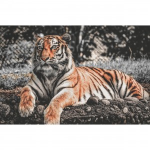 Quadro Tigre Deitado Beautiful Colors