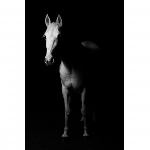 Quadro Cavalo Branco - Full Body Over Black