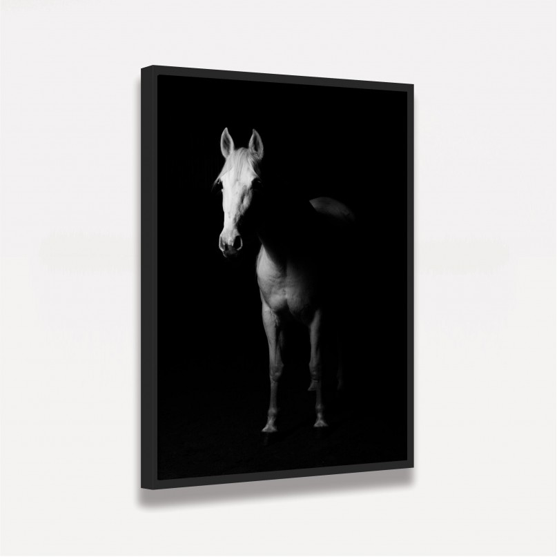 Quadro Cavalo Branco - Full Body Over Black