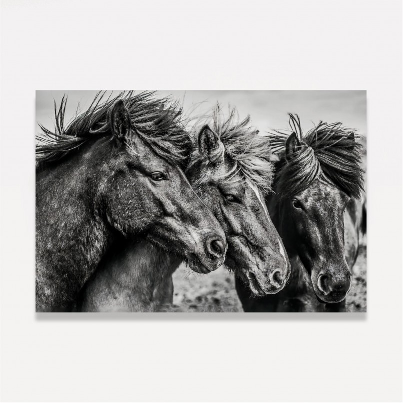 Quadro Trio de Cavalos Artístico em Preto e Branco