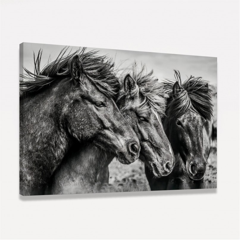 Quadro Trio de Cavalos Artístico em Preto e Branco