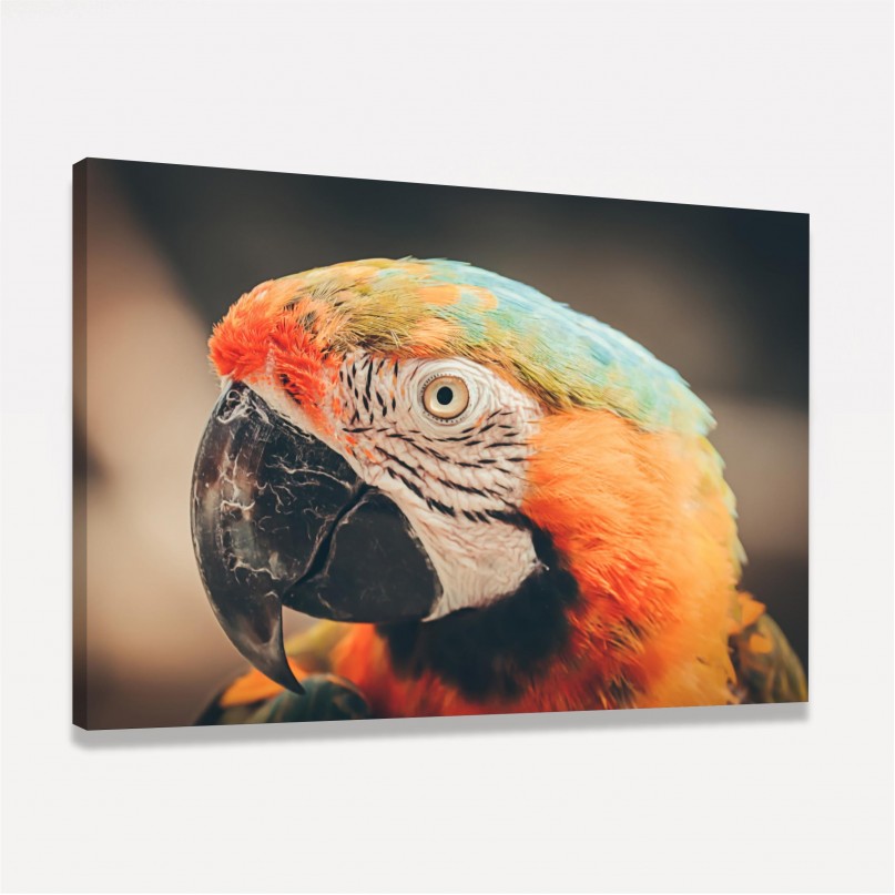 Quadro Papagaio Multicolorido Retrato