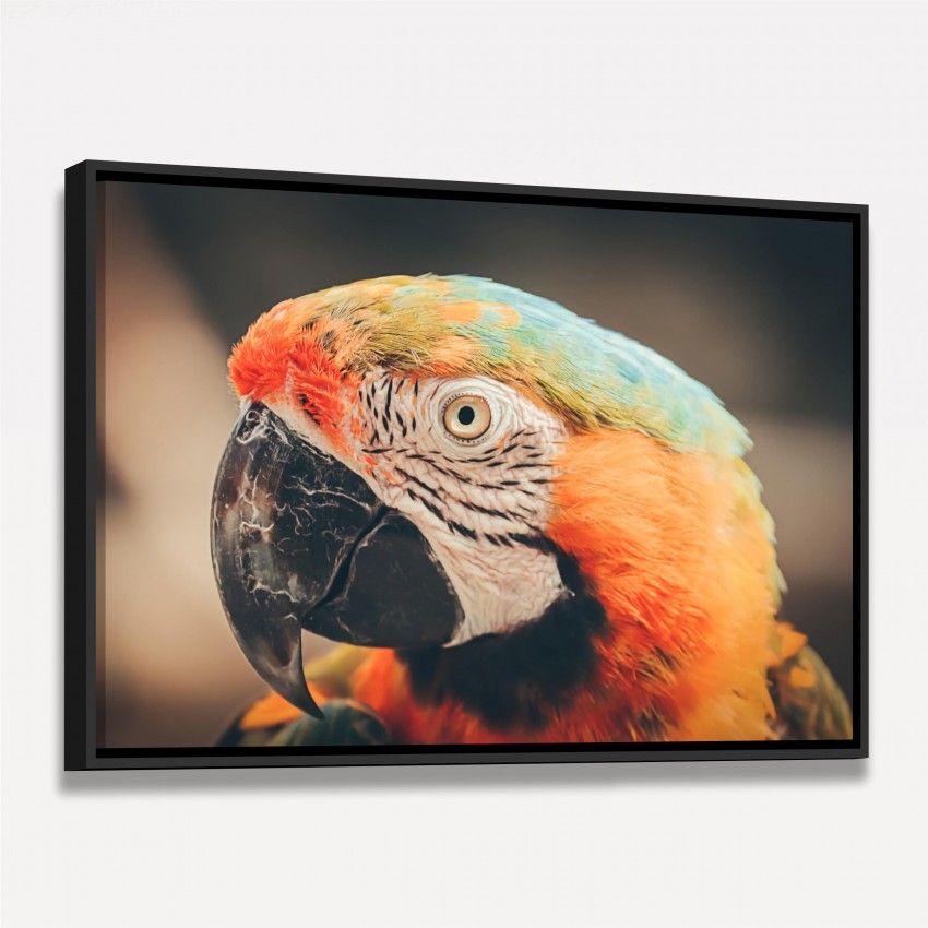 Quadro Papagaio Multicolorido Retrato