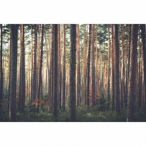 Quadro Floresta de Arvores Altas