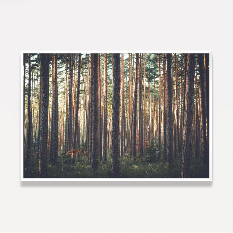Quadro Floresta de Árvores Altas