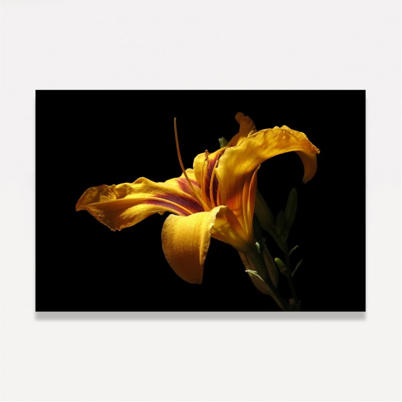 Quadro Lily Flower Artistico