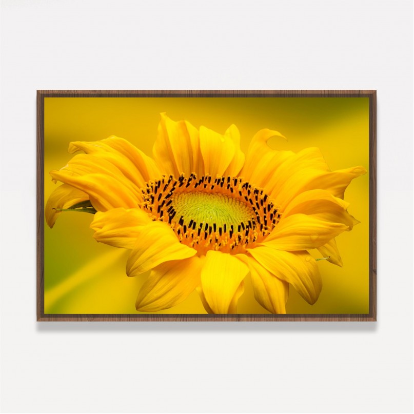 Quadro Girassol Sunflower 