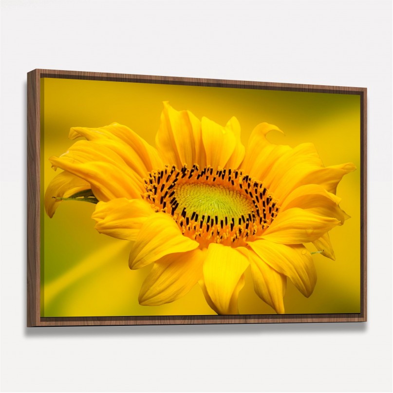 Quadro Girassol Sunflower 