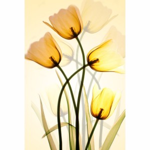 Quadro Flores Três Tulipas Amarelas Artístico 
