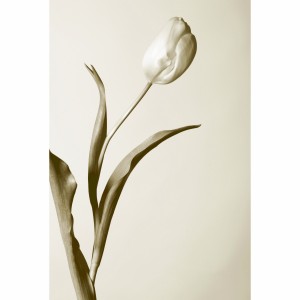 Quadro Artístico Flor Tulipa Branca 