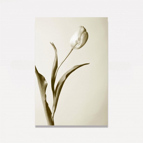 Quadro Artístico Flor Tulipa Branca 
