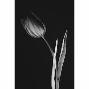 Quadro Decorativo Lady Tulipa Preto e Branco 
